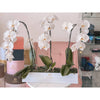 3 Orchids Swan Box Miami Florida. Fresh Flowers Robbin Legacy 