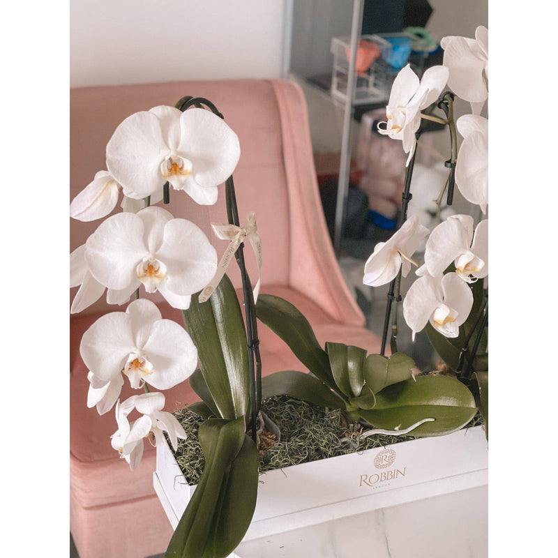 3 Orchids Swan Box Miami Florida. Fresh Flowers Robbin Legacy 